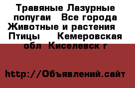 Травяные Лазурные попугаи - Все города Животные и растения » Птицы   . Кемеровская обл.,Киселевск г.